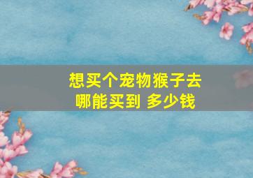 想买个宠物猴子去哪能买到 多少钱